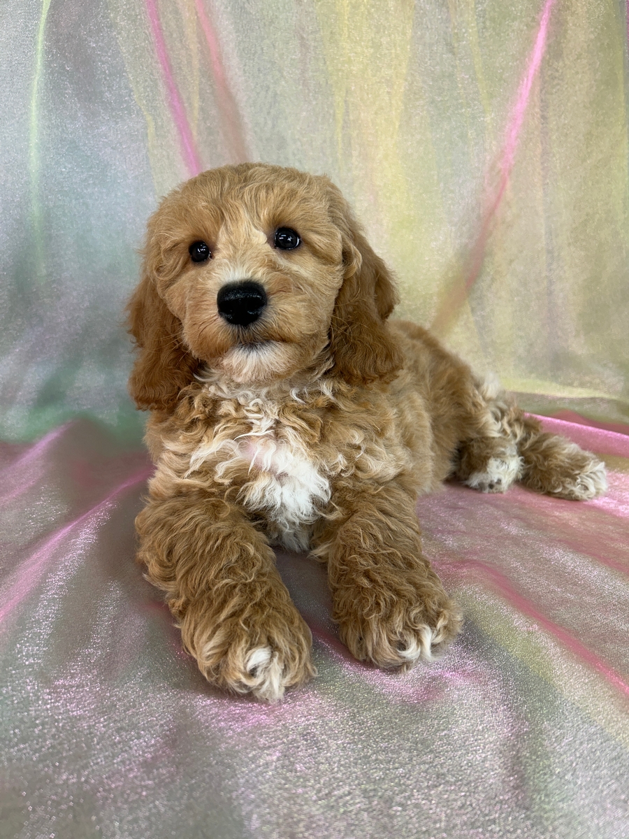 Male Bichon Poodle Puppy for Sale DOB 6-22-2026 $950